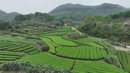 云霄县茶山镇新闻头条,茶香四溢，茶山镇焕发新活力