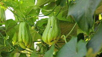 肠癌出血可以吃佛手瓜吗