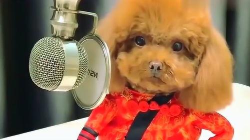 对狗唱歌的网红评价,网络红星的独特魅力