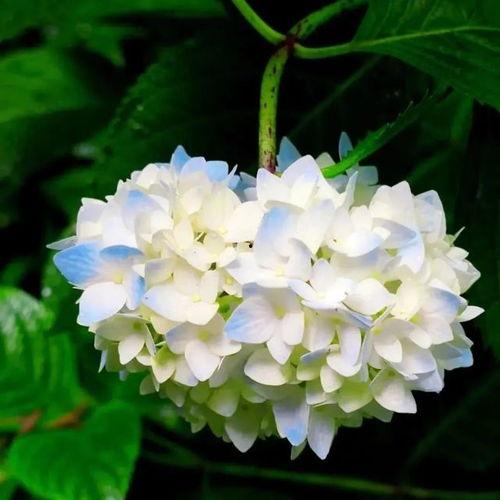 绣球花拍照网红,镜头下的浪漫瞬间