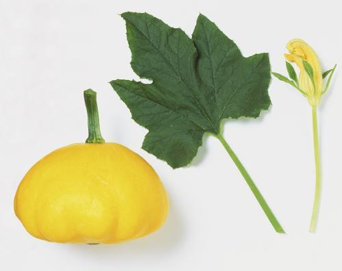 瓜长什么叶子可以吃,揭秘可食用瓜叶的奥秘